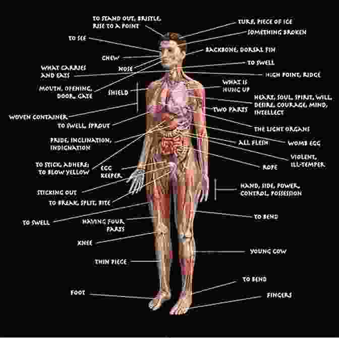 A Diagram Of The Human Body With Medical Terminology Labels Anatomy Terminology Anton Chekhov