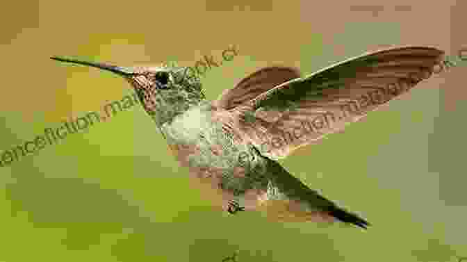 A Hummingbird In Flight Fastest Things On Wings: Rescuing Hummingbirds In Hollywood
