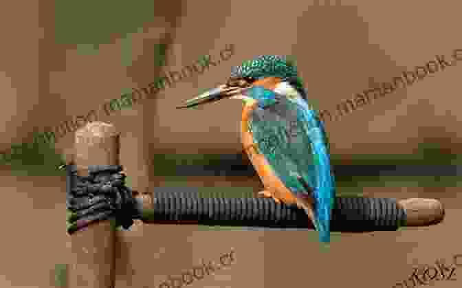 A Male Rosa Gold Ray Kingfisher Perches On A Tree Branch, Its Iridescent Plumage Shimmering In The Sunlight. Rosa S Gold Ray Kingfisher