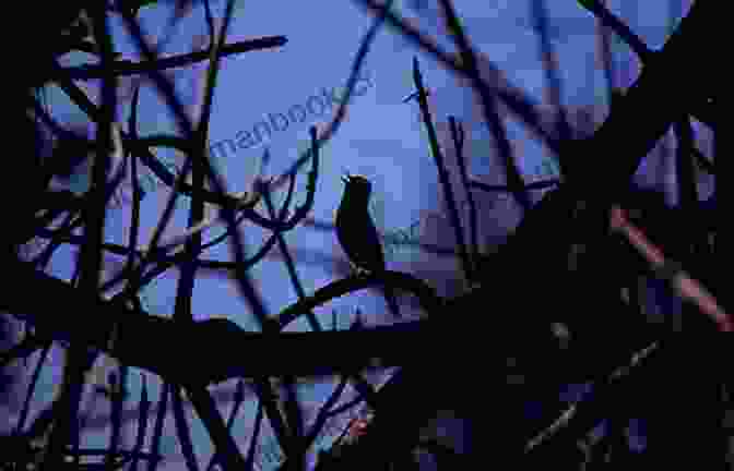A Nightingale Perched On A Branch, Singing In The Moonlight Ode To A Nightingale John Keats