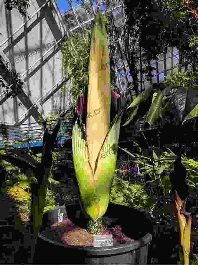 A Titan Arum Flower In A Botanical Garden, Surrounded By Protective Measures To Ensure Its Conservation Good Night Titan Arum And Farewell