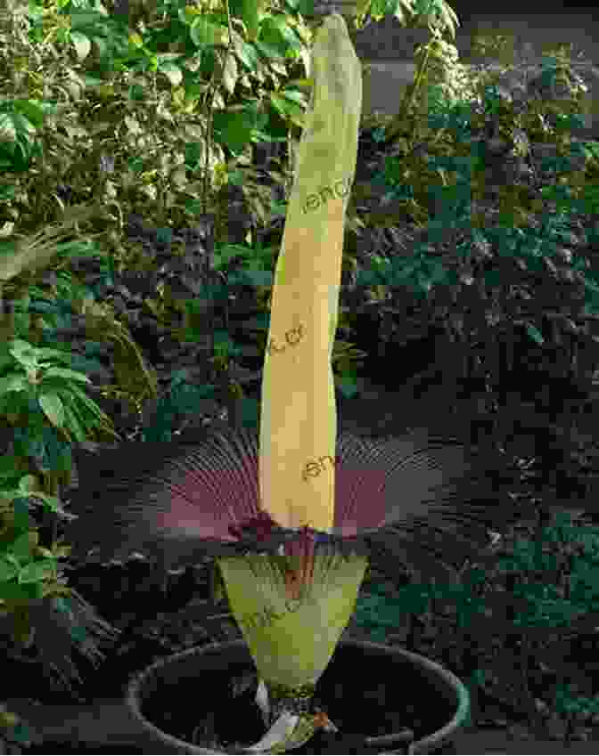 A Towering Titan Arum Flower In Full Bloom, Its Massive Spathe Unfurling Like A Colossal Hood Good Night Titan Arum And Farewell